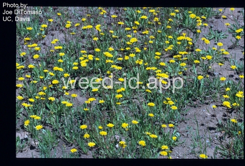 hawkbit, rough